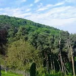 The Pines Boutique Villa