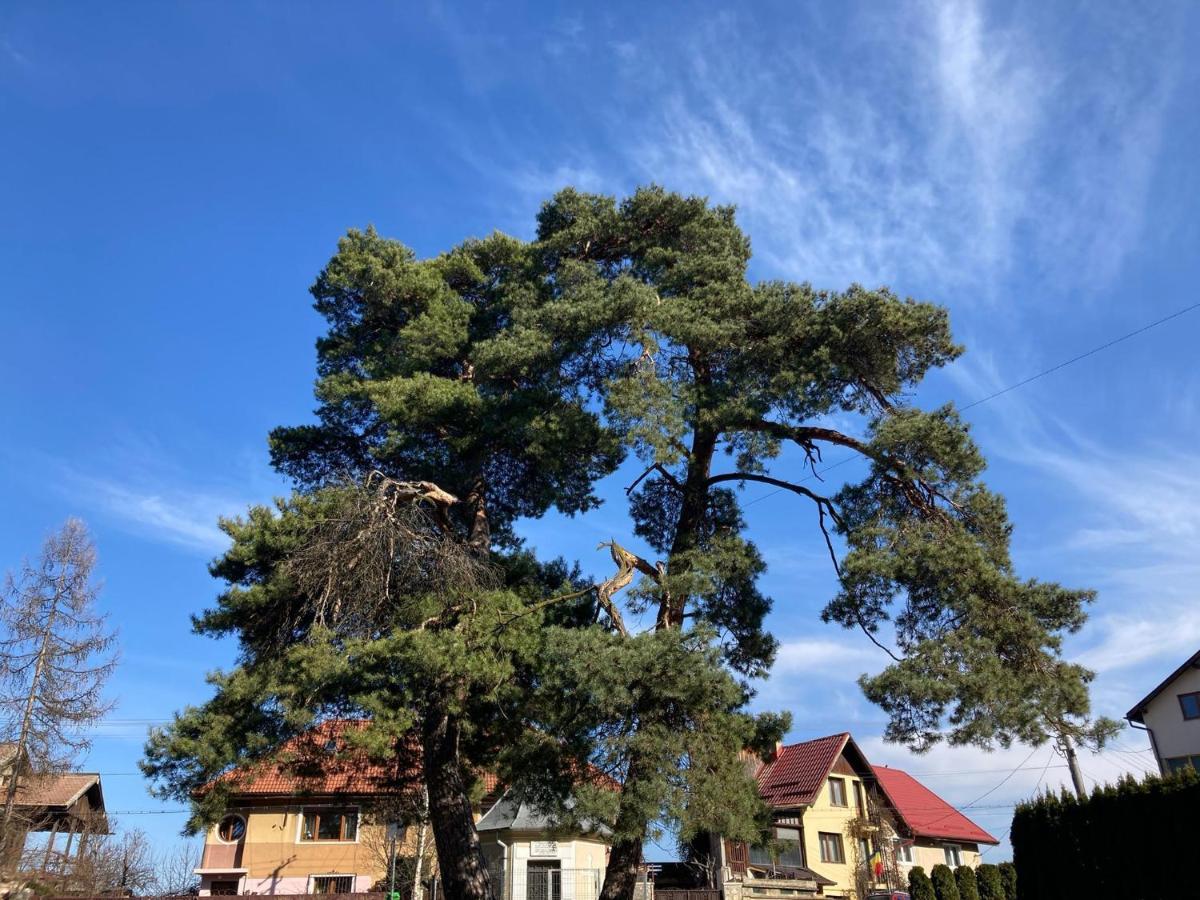 The Pines Boutique * Brașov